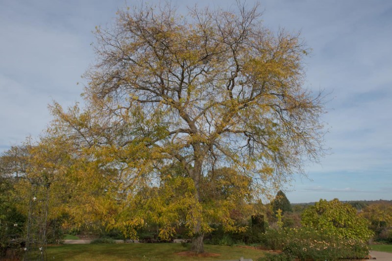 Shademaster vs. Sunburst Honey Locust:Hauptunterschiede und Identifizierung 