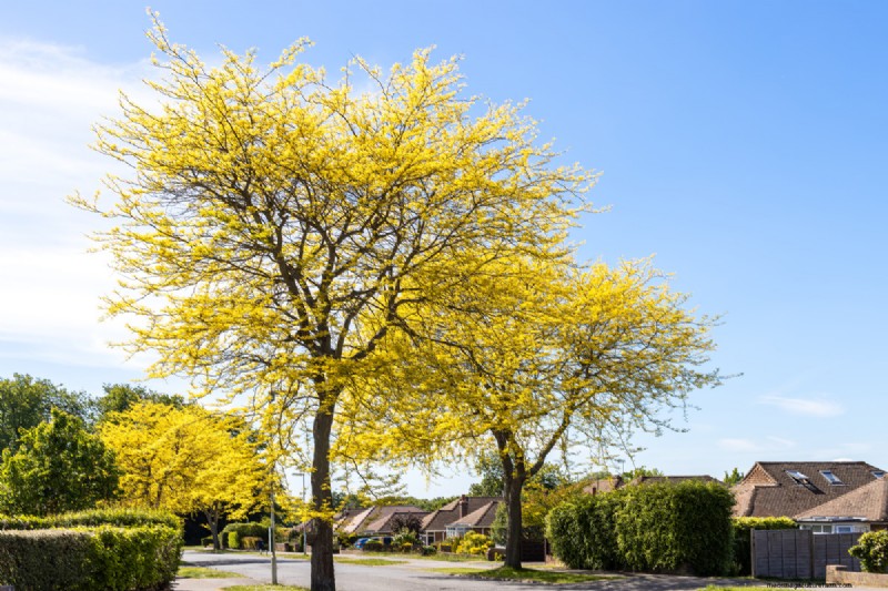 Shademaster vs. Sunburst Honey Locust:Hauptunterschiede und Identifizierung 