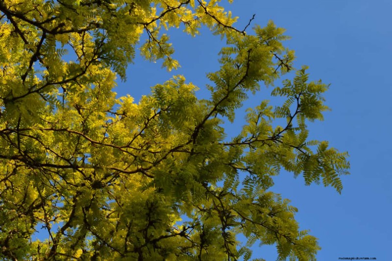 Shademaster vs. Sunburst Honey Locust:Hauptunterschiede und Identifizierung 