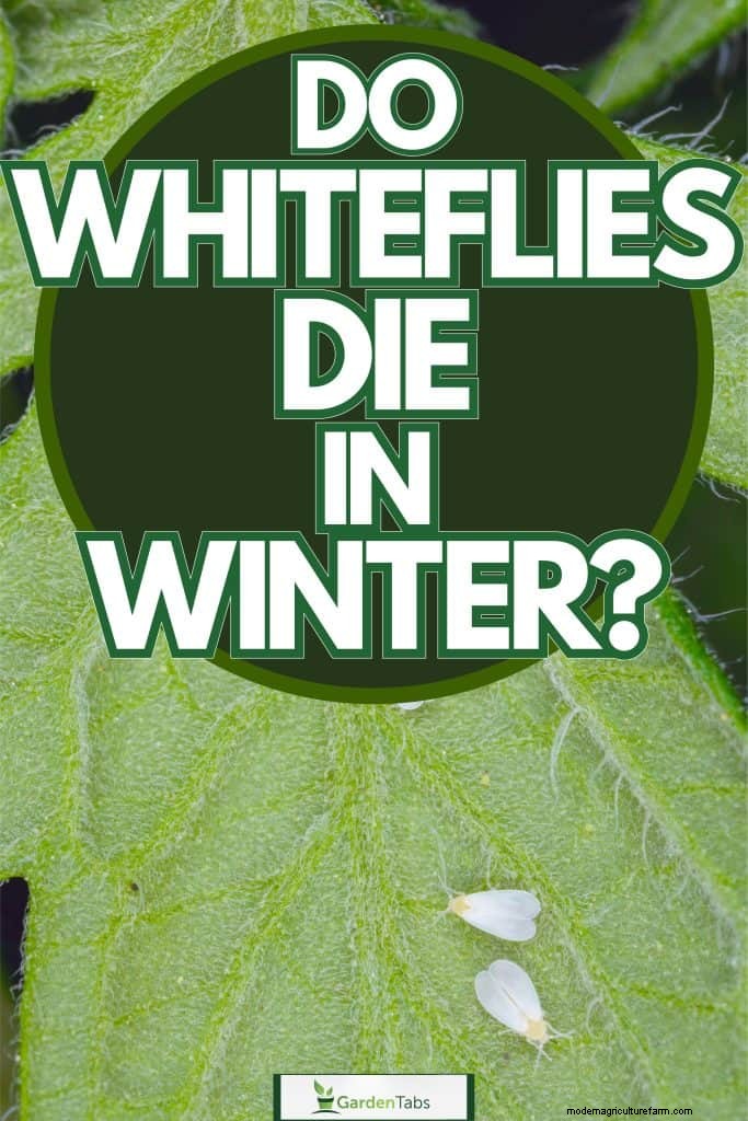 Überleben der Weißen Fliege im Winter:Sterben sie bei kaltem Wetter? 