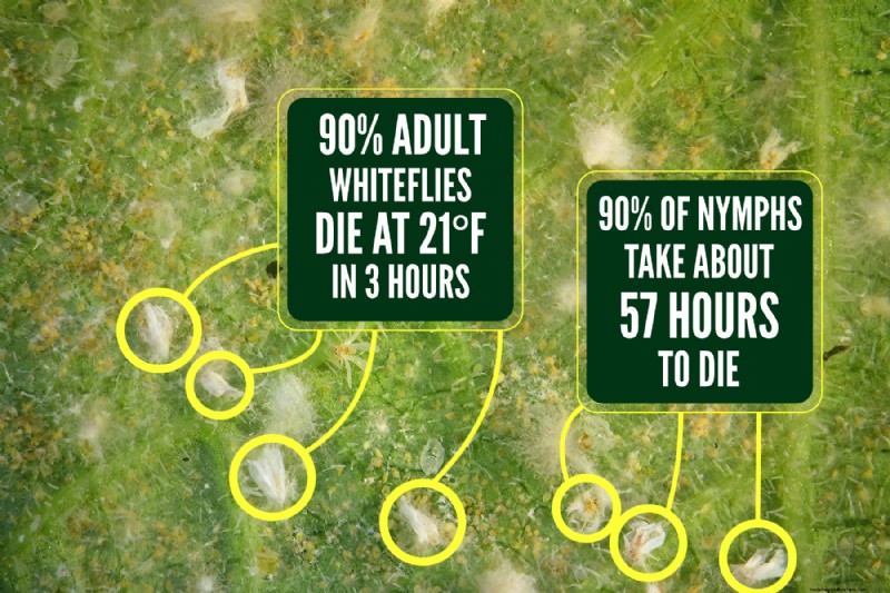 Überleben der Weißen Fliege im Winter:Sterben sie bei kaltem Wetter? 