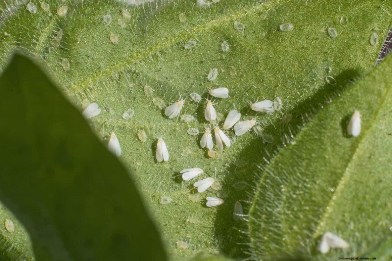 Überleben der Weißen Fliege im Winter:Sterben sie bei kaltem Wetter? 