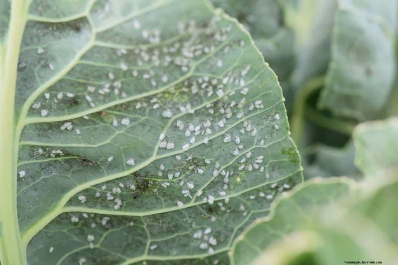 Überleben der Weißen Fliege im Winter:Sterben sie bei kaltem Wetter? 