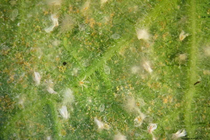Überleben der Weißen Fliege im Winter:Sterben sie bei kaltem Wetter? 
