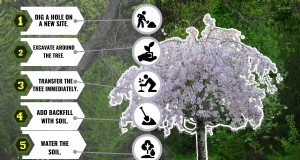 しだれ桜の安全な移植:ステップバイステップガイド 