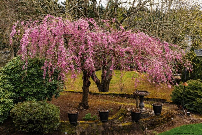 しだれ桜の安全な移植:ステップバイステップガイド 