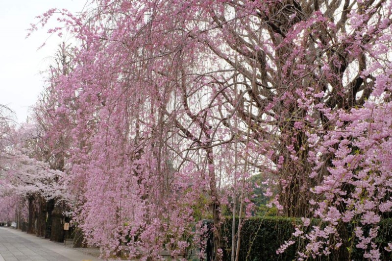 しだれ桜の安全な移植:ステップバイステップガイド 