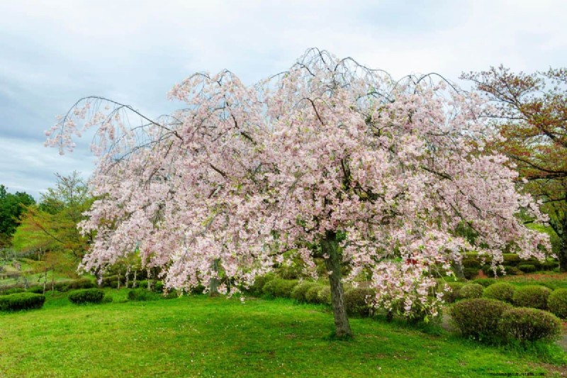 しだれ桜の安全な移植:ステップバイステップガイド 