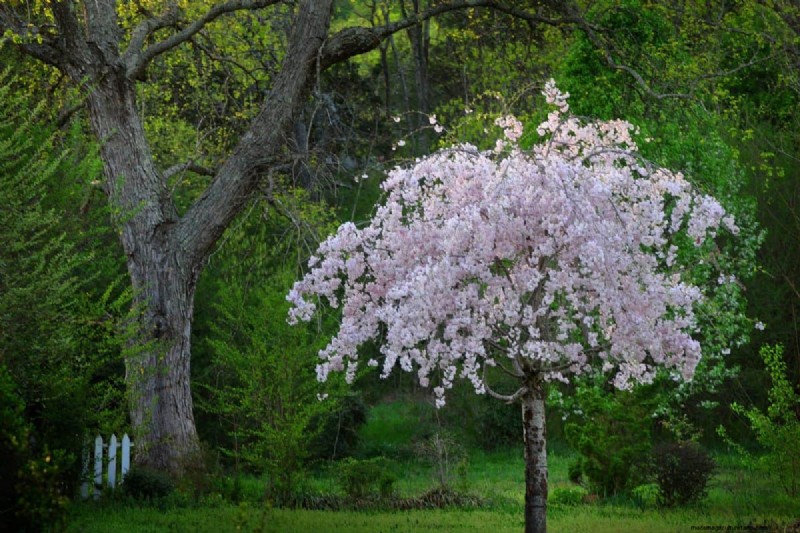 しだれ桜の安全な移植:ステップバイステップガイド 