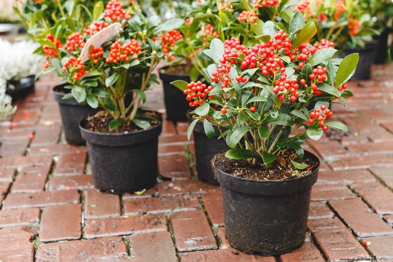 Skimmia-Abstand:Optimaler Abstand für gesundes Wachstum und Beeren 