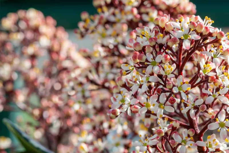 Skimmia-Abstand:Optimaler Abstand für gesundes Wachstum und Beeren 