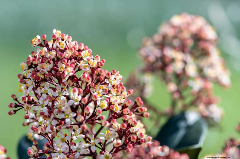 Skimmia-Abstand:Optimaler Abstand für gesundes Wachstum und Beeren 