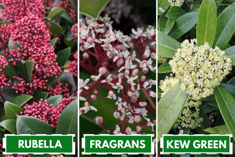 Skimmia-Abstand:Optimaler Abstand für gesundes Wachstum und Beeren 