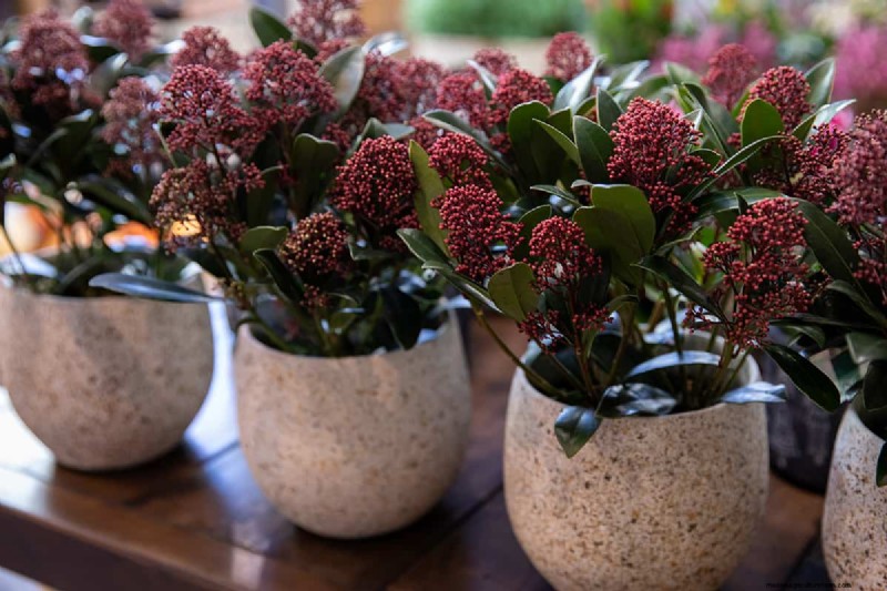 Skimmia-Abstand:Optimaler Abstand für gesundes Wachstum und Beeren 