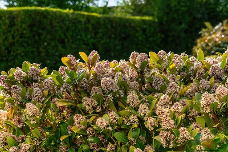 Skimmia-Abstand:Optimaler Abstand für gesundes Wachstum und Beeren 