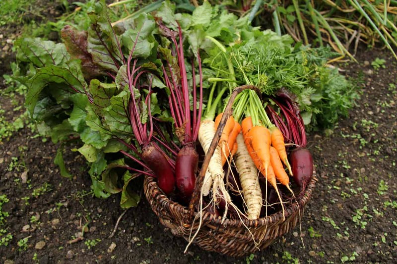 Gids voor het planten van penwortels:optimale lengte en verzorging 