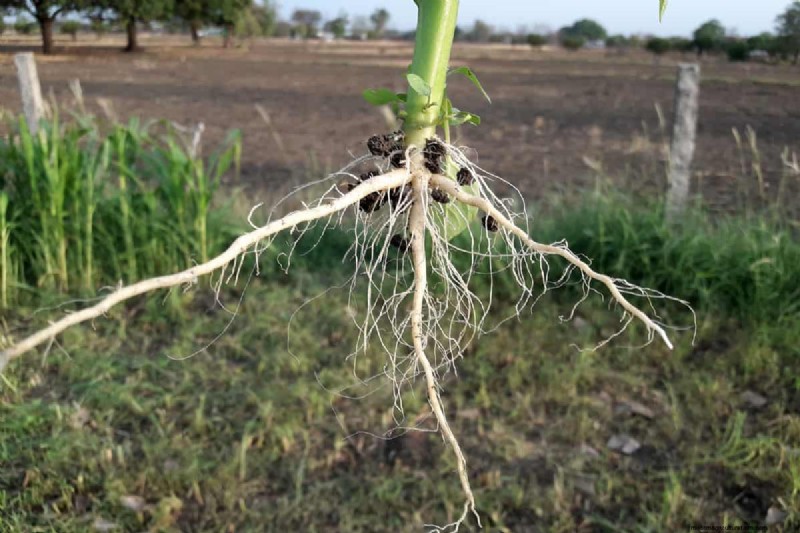 Gids voor het planten van penwortels:optimale lengte en verzorging 