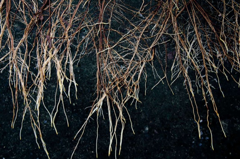 Gids voor het planten van penwortels:optimale lengte en verzorging 