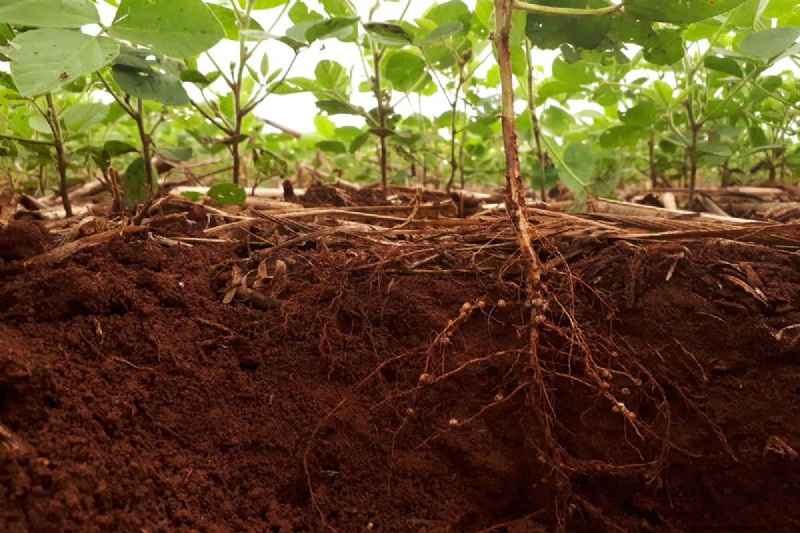 Gids voor het planten van penwortels:optimale lengte en verzorging 