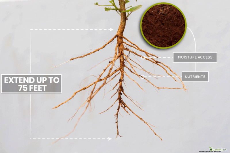Gids voor het planten van penwortels:optimale lengte en verzorging 