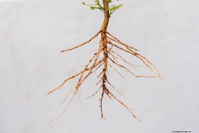 Gids voor het planten van penwortels:optimale lengte en verzorging 
