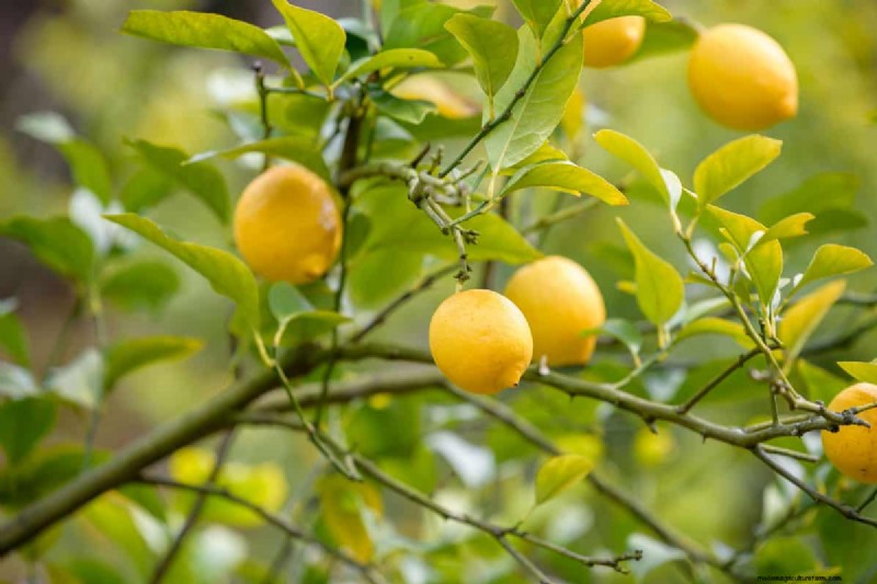 トラブルシューティング:レモンの木に葉が成長しないのはなぜですか? - 原因と解決策 