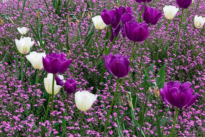 Können Blumenzwiebeln durch Bodendecker wachsen? | Garten-Know-how 