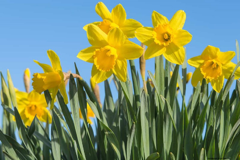 Können Blumenzwiebeln durch Bodendecker wachsen? | Garten-Know-how 