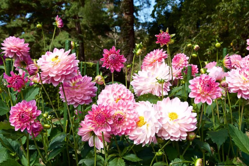 Können Blumenzwiebeln durch Bodendecker wachsen? | Garten-Know-how 