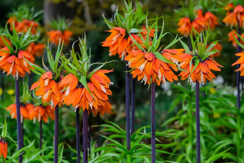 Können Blumenzwiebeln durch Bodendecker wachsen? | Garten-Know-how 