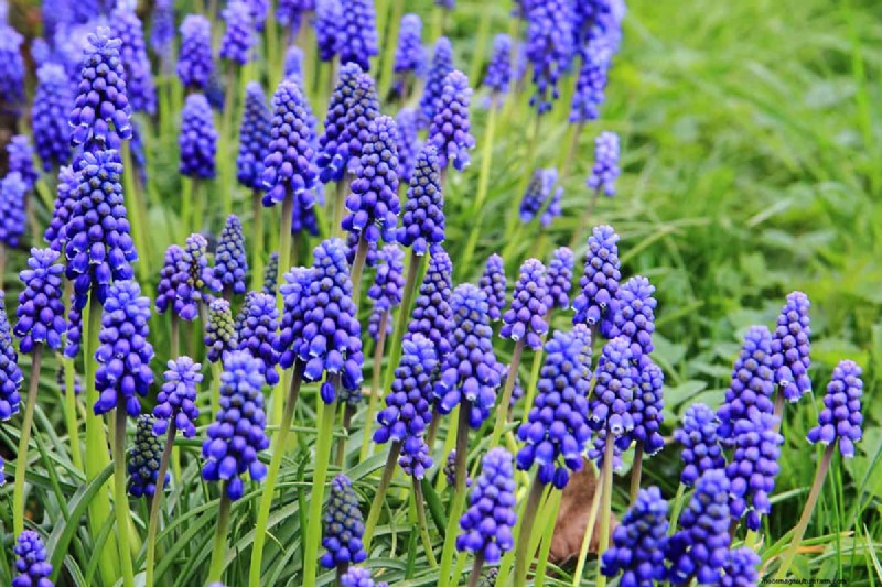 Können Blumenzwiebeln durch Bodendecker wachsen? | Garten-Know-how 