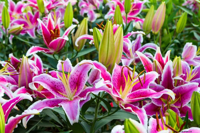 Können Blumenzwiebeln durch Bodendecker wachsen? | Garten-Know-how 