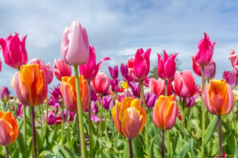 Können Blumenzwiebeln durch Bodendecker wachsen? | Garten-Know-how 