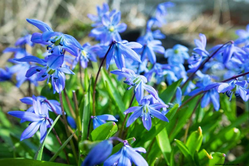 Können Blumenzwiebeln durch Bodendecker wachsen? | Garten-Know-how 