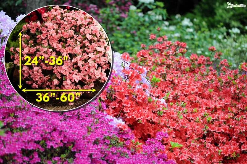 Können Blumenzwiebeln durch Bodendecker wachsen? | Garten-Know-how 