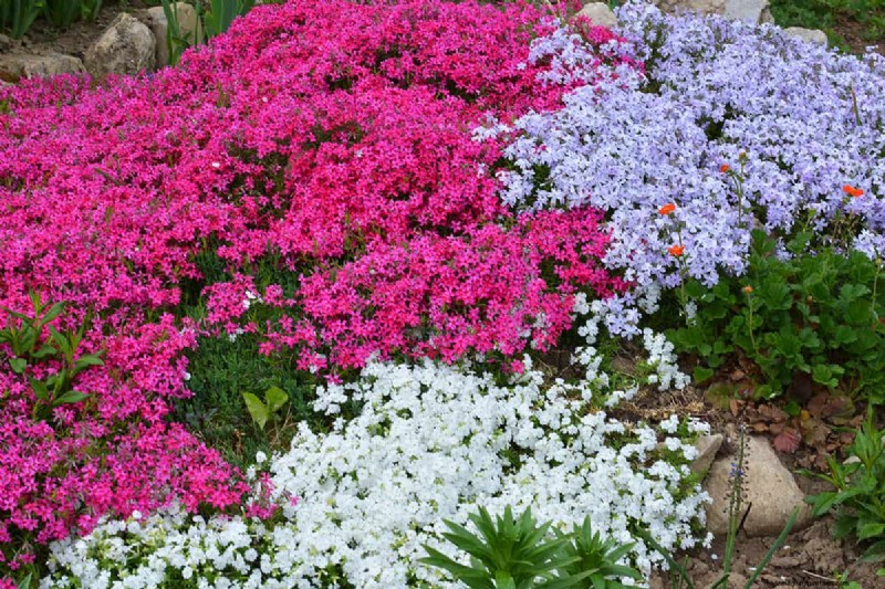 Können Blumenzwiebeln durch Bodendecker wachsen? | Garten-Know-how 
