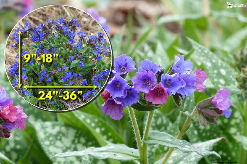 Können Blumenzwiebeln durch Bodendecker wachsen? | Garten-Know-how 