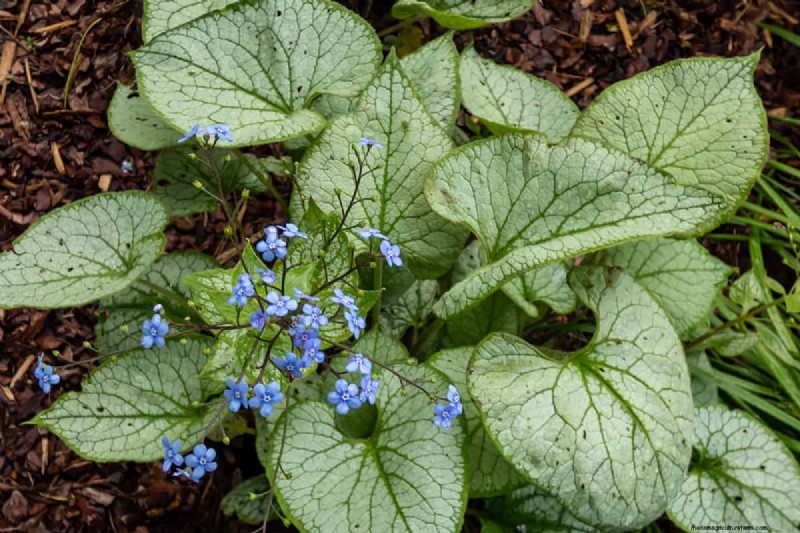 Können Blumenzwiebeln durch Bodendecker wachsen? | Garten-Know-how 