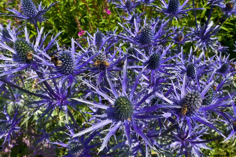 Können Blumenzwiebeln durch Bodendecker wachsen? | Garten-Know-how 