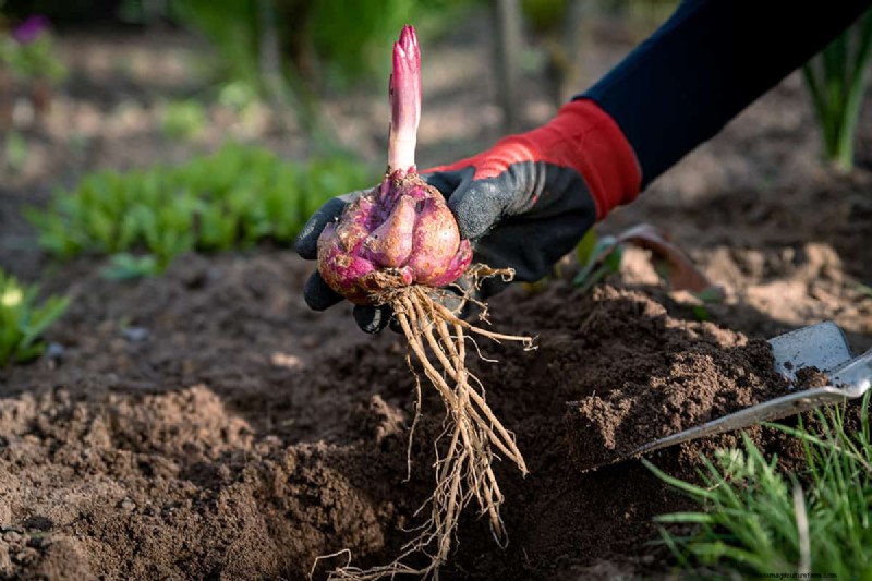 Können Blumenzwiebeln durch Bodendecker wachsen? | Garten-Know-how 