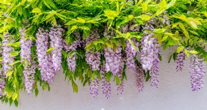 塩を使って効果的に藤を除去する:ガイド 