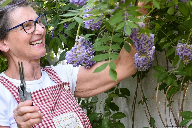 Elimineer blauweregen effectief met zout:een gids 