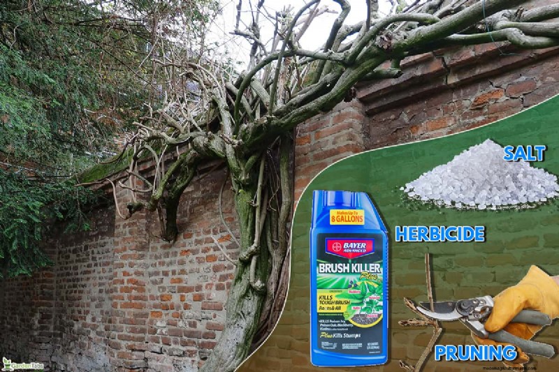 Elimineer blauweregen effectief met zout:een gids 