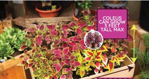 コリウスのサイズと成長:植物の寸法に関する完全ガイド 