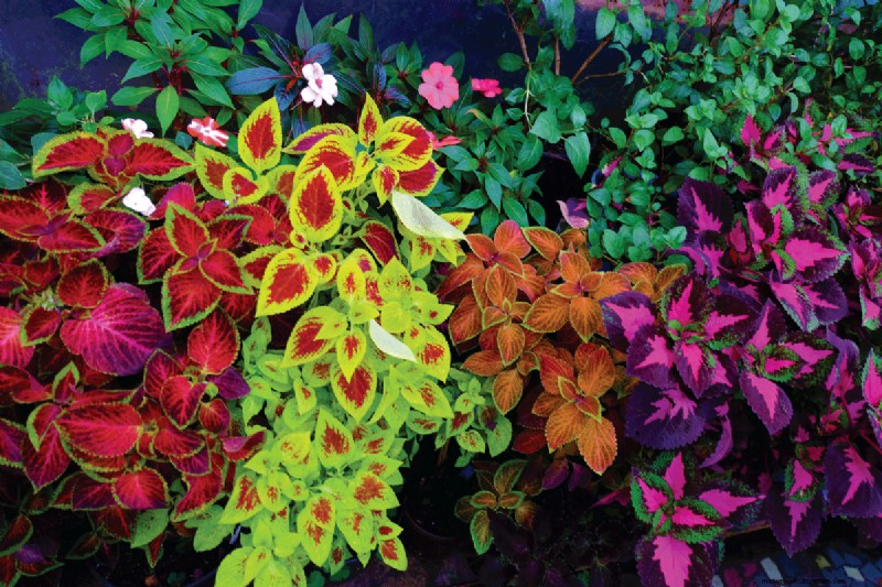 Coleus-Größe und -Wachstum:Ein vollständiger Leitfaden zu Pflanzendimensionen 