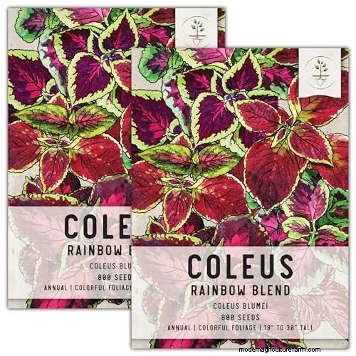 Coleus-Größe und -Wachstum:Ein vollständiger Leitfaden zu Pflanzendimensionen 
