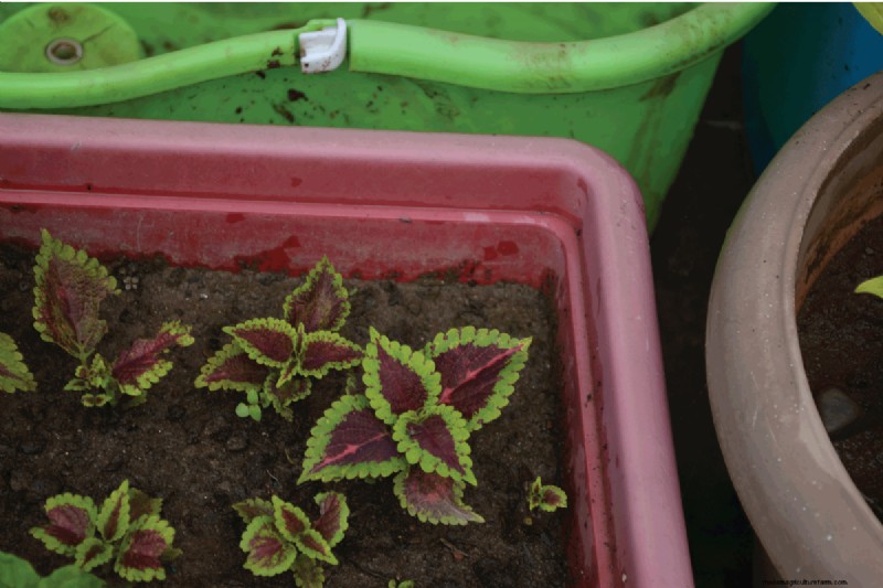Coleus-Größe und -Wachstum:Ein vollständiger Leitfaden zu Pflanzendimensionen 