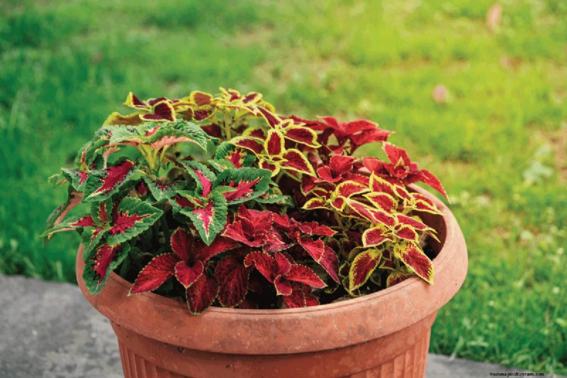 Coleus-Größe und -Wachstum:Ein vollständiger Leitfaden zu Pflanzendimensionen 