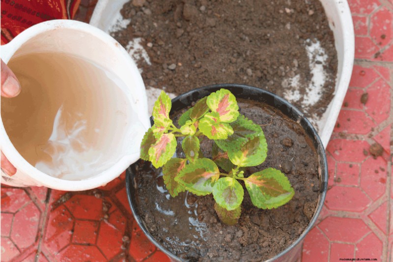 Coleus-Größe und -Wachstum:Ein vollständiger Leitfaden zu Pflanzendimensionen 