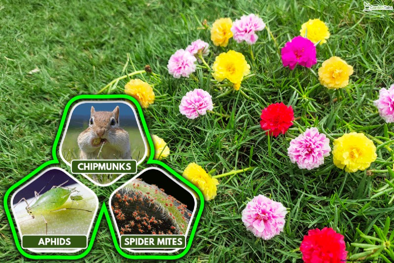 Waarom sluiten de Portulaca-bladeren? Problemen oplossen en bloeitips 